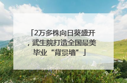 2万多株向日葵盛开，武生院打造全国最美毕业“背景墙”