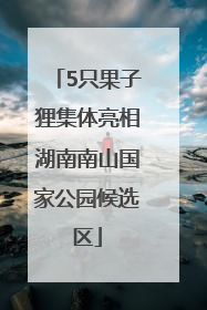 5只果子狸集体亮相湖南南山国家公园候选区