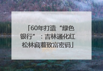 60年打造“绿色银行”：吉林通化红松林藏着致富密码